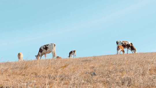 4K拍摄内蒙奶牛在草地上悠然的吃草