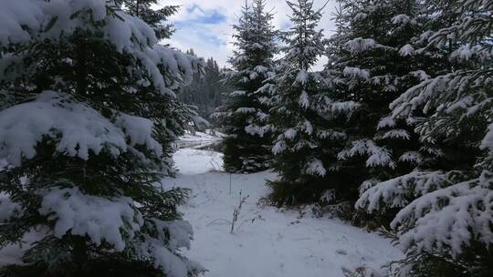 4K冬日冬季滑雪雪景雪山树林森林云彩白云