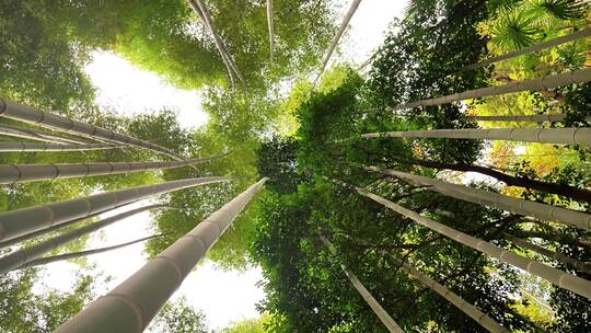 大自然风景美丽的竹海竹林竹子枝繁叶茂