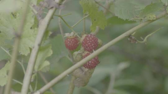 野生覆盆子LOG