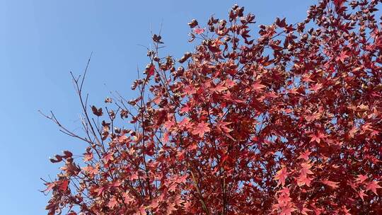 秋天唯美红色枫树叶子