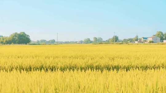 水稻稻谷大米米饭农业粮食丰收稻田谷子