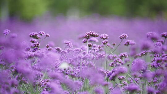 唯美紫色花海 浪漫花丛