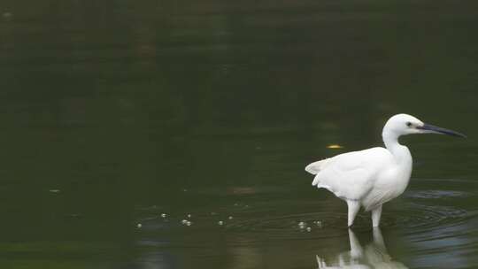 一只白鹭在池塘里觅食