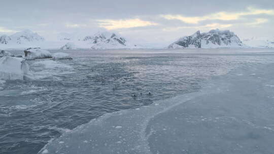 巴布亚企鹅群游南极浮冰
