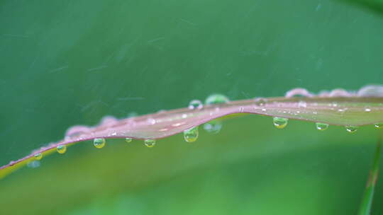 露珠树叶植物下雨滴水珠叶子露水谷雨惊蛰视频素材模板下载