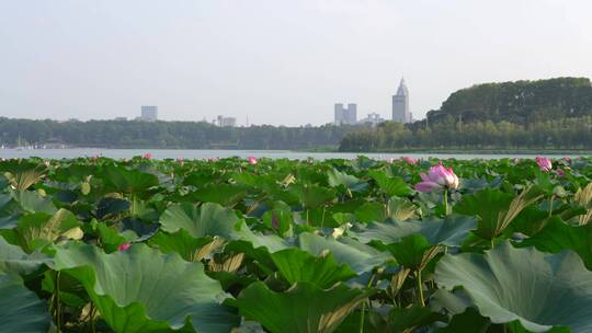 夏日阳光下的南京玄武湖荷花