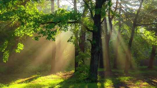 阳光洒进森林