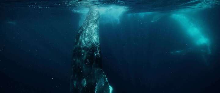 海底拍摄座头鲸
