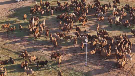 内蒙古阿拉善骆驼养殖