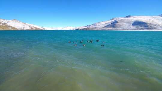 航拍西藏冬季羊卓雍措羊湖纳木错湖水与雪山