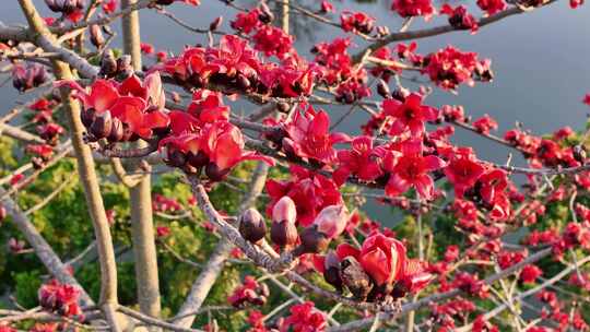 盛开的木棉花特写素材