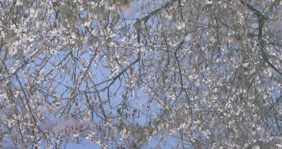 春天梨花樱花杏花盛开在水中倒影