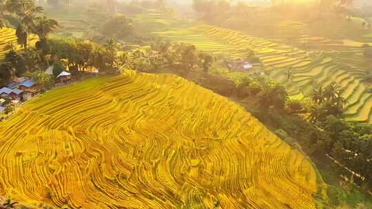 乡村振兴 美丽乡村 梯田丰收金黄稻田航拍
