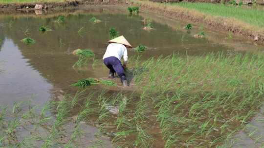 水稻田 农民用传统方式耕地 犁田 插秧 春耕