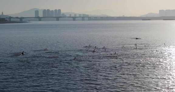 杭州双浦钱塘江五丰岛生态环境鸬鹚越冬风光