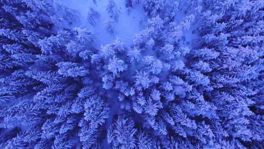 俯瞰视角下被雪覆盖的大片树林