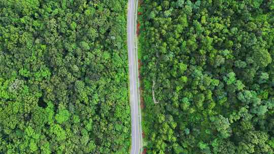 航拍汽车在森林中的公路穿行