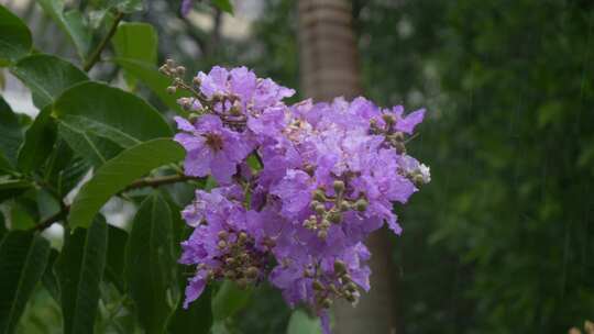 雨中绽放的紫色花朵