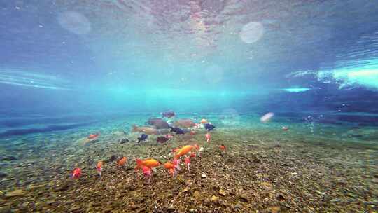 济南趵突泉水下锦鲤鱼群