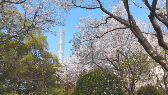 上海陆家嘴樱花东昌路地铁站唯美樱花