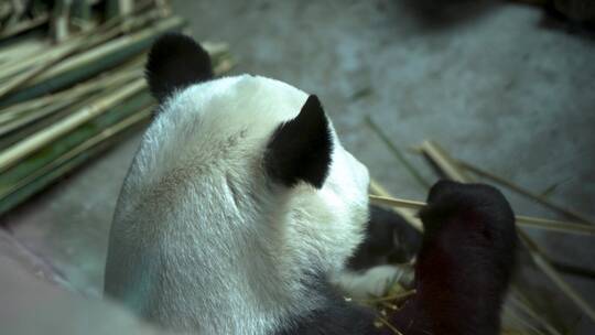 熊猫在吃竹子背影熊猫馆
