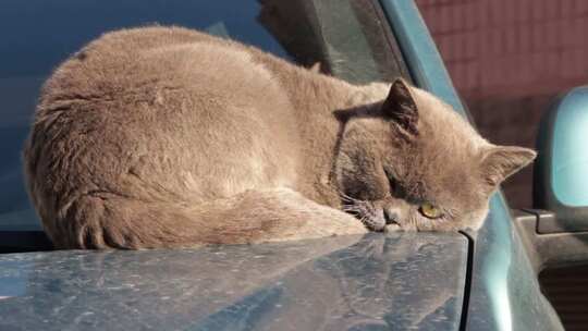 虎斑猫睡觉