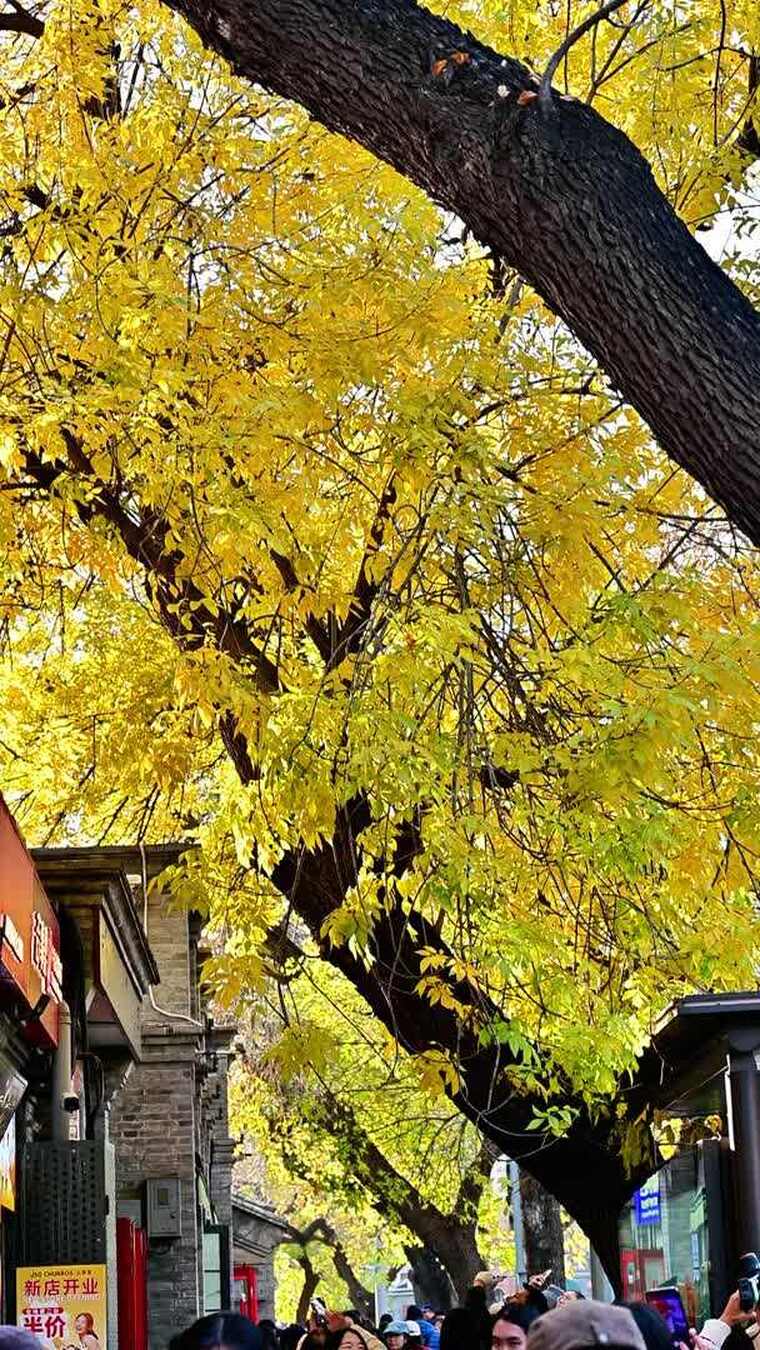 北京金色秋天街景