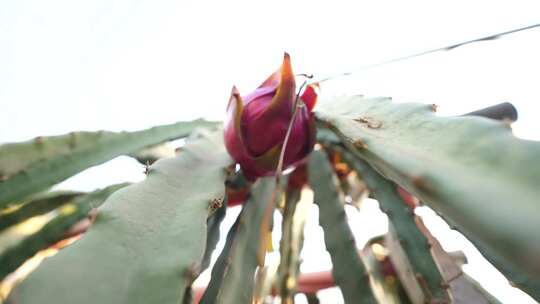 火龙果树 火龙果种植基地