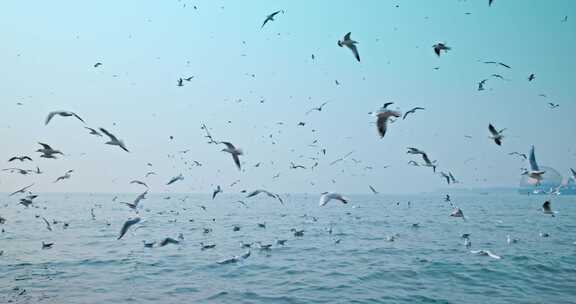 大海海面飞翔的海鸥