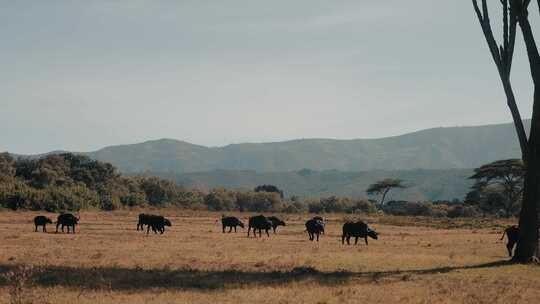 水牛，牧群，非洲，Safari