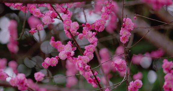 梅花盛开绽放春暖花开