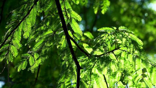 阳光透过水杉绿色树叶的治愈系光影