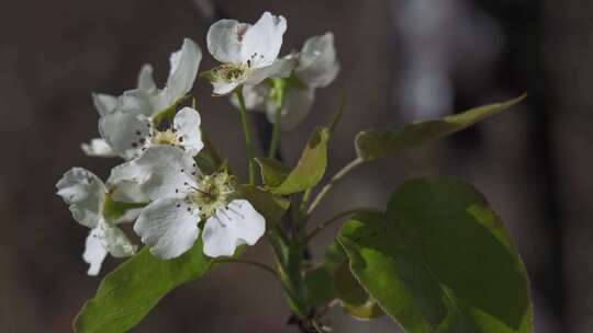 春天树枝上盛开的梨花