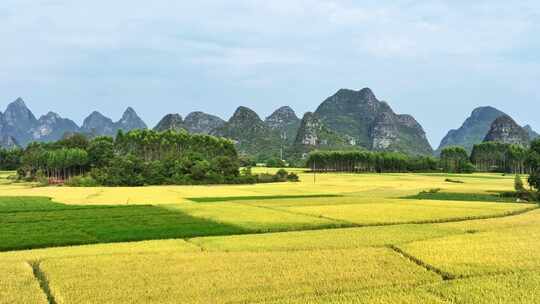 秋天阳光下桂林喀斯特山峰下的金黄色稻田