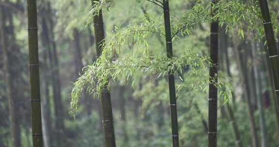 下雨天竹林竹叶唯美意境禅意空镜升格