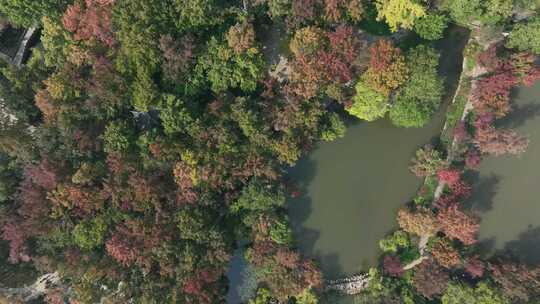 苏州天平山秋色秋韵（航拍16:9原片素材）