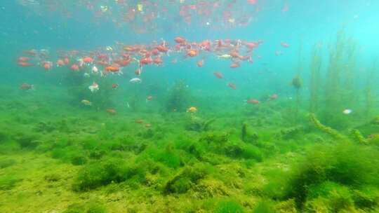 济南护城河黑虎泉水下鱼群