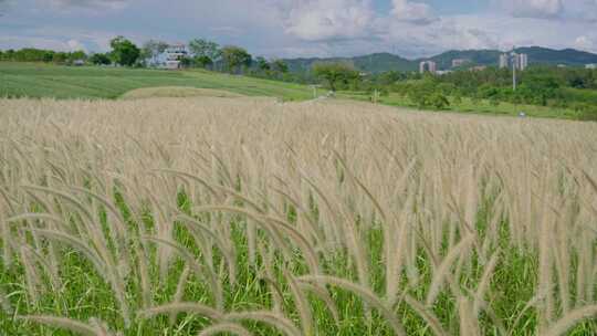 广东深圳的绿色公园，狗尾巴草在微风下晃动