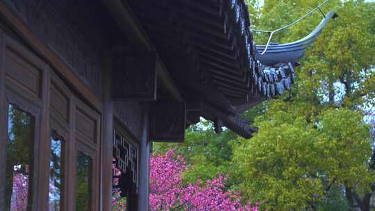 杭州西湖郭庄雨天梅花风景