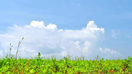 蓝天白云下的绿色草地空镜头