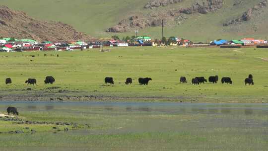 湖边大草原的耗牛群