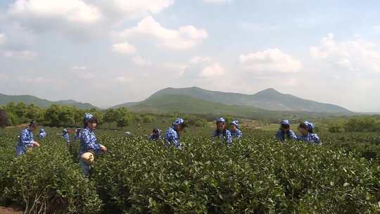 茶园采茶实拍高清视频