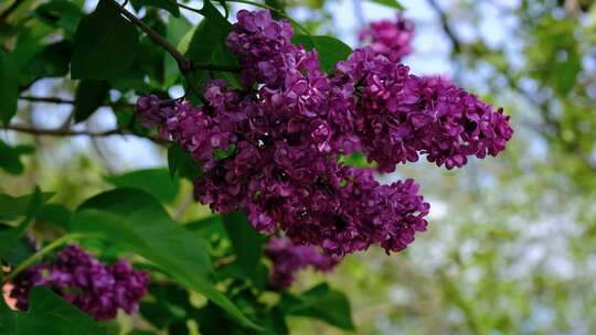 丁香花盛开