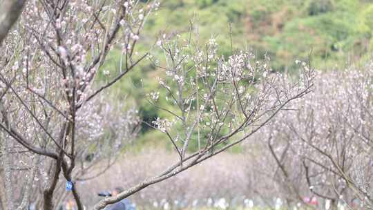 梅园、梅花