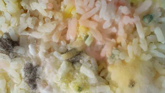 水稻上生长的霉菌和真菌呈现出各种颜色的斑