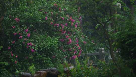 暴雨天森林中的绿色植物