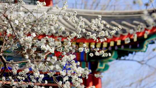 春季北京颐和园山桃花