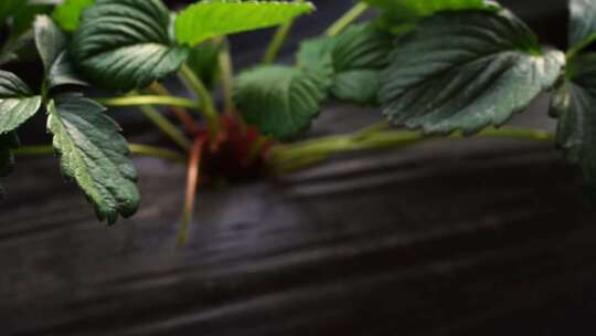 草莓大棚 草莓种植 草莓种植技术  草莓基地