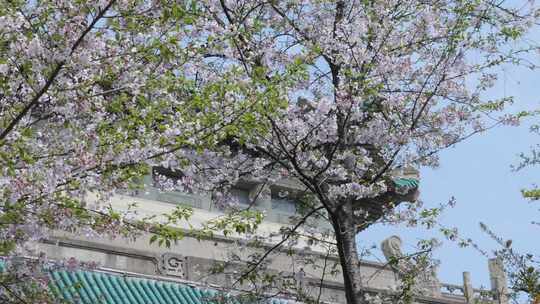 武汉大学樱花树